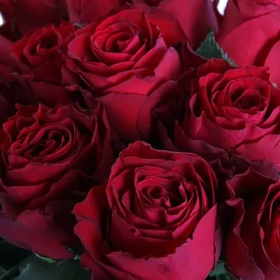 Саженцы роз РОДОС чайно-гибридная — описание сорта Саженцы роз РОДОС чайно-гибридная в Москве