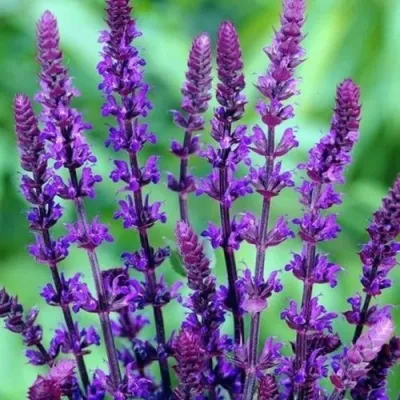 Шалфей КАРАДОНА в Москве