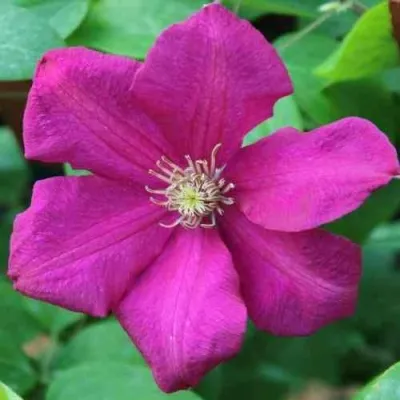 Клематис ЭРНЕСТ МАРКХАМ — описание сорта Клематис ЭРНЕСТ МАРКХАМ в Москве