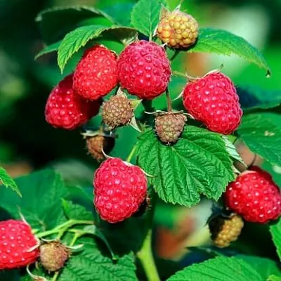 Малиновое дерево  Малиновое дерево в Москве