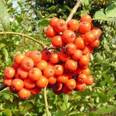 Рябина КОНЦЕНТРА сладкоплодная  Рябина КОНЦЕНТРА сладкоплодная в Москве