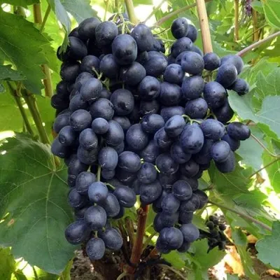 Виноград КИШМИШ АТТИКА в Москве