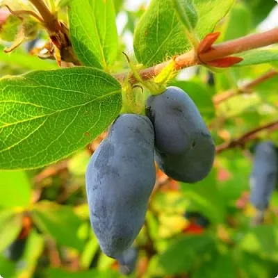 Жимолость съедобная БОРЕАЛ БЛИЗЗАРД (СЕВЕРНАЯ МЕТЕЛЬ)  Жимолость съедобная БОРЕАЛ БЛИЗЗАРД (СЕВЕРНАЯ МЕТЕЛЬ) в Москве