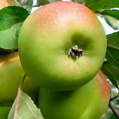 Яблоня БРАТ ЧУДНОГО стелющаяся в Москве