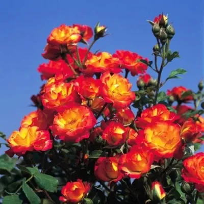 Саженцы роз ТАЙФУН спрей — описание сорта Саженцы роз ТАЙФУН спрей в Москве