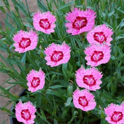 Гвоздика РОУЗ КВАРЦ в Москве