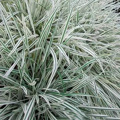 Райграс ВАРИЕГАТТА бульбоносный  Райграс ВАРИЕГАТТА бульбоносный в Москве