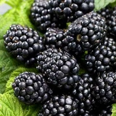 Ежевика БЖЕЗИНА бесшипная в Москве