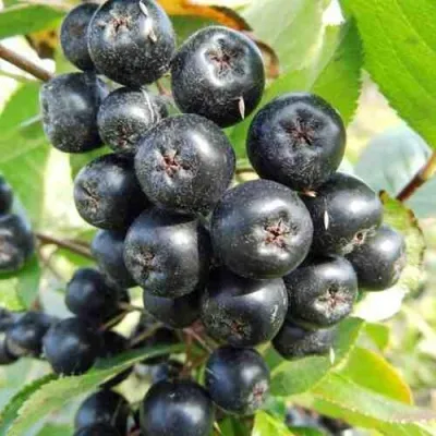 Рябина НЕРО черноплодная — описание сорта Рябина НЕРО черноплодная в Москве