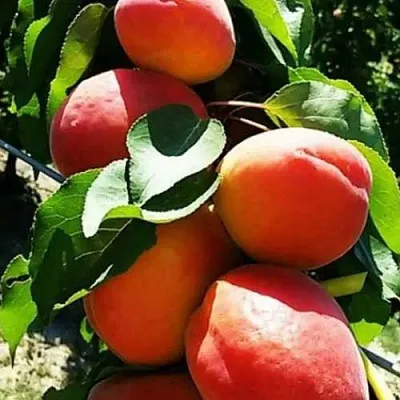 Абрикос ДЖУМБО КОТ  Абрикос ДЖУМБО КОТ в Москве