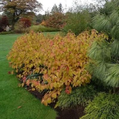 Дерен  АННА ВИНТЕР ОРАНЖ кроваво-красный   — описание сорта Дерен  АННА ВИНТЕР ОРАНЖ кроваво-красный   в Москве