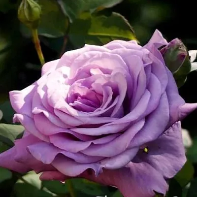 Саженцы роз ЛУГДУНУМ чайно-гибридная в Москве