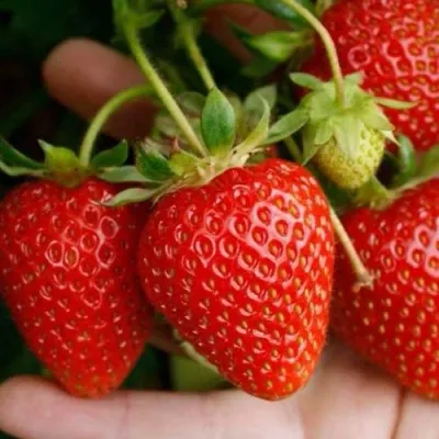 Клубника ПОРТОЛА ремонтантная — описание сорта Клубника ПОРТОЛА ремонтантная в Москве