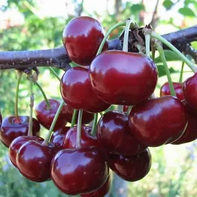 Дюк ИВАНОВНА  Дюк ИВАНОВНА в Москве