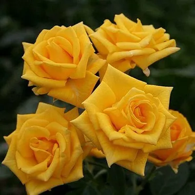 Саженцы роз ШАНИ спрей  Саженцы роз ШАНИ спрей в Москве