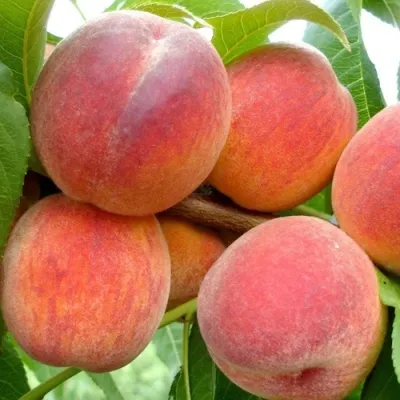 Персик ВАЙН ГОЛД Т3 — описание сорта Персик ВАЙН ГОЛД Т3 в Москве