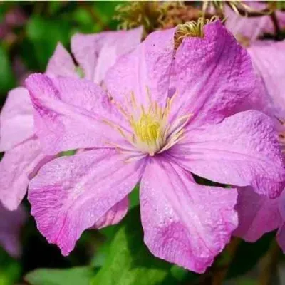 Клематис КОМТЕСС ДЕ БУШО — описание сорта Клематис КОМТЕСС ДЕ БУШО в Москве