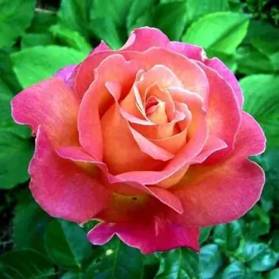 Саженцы роз ЧИКАГО ПИС чайно-гибридная в Москве