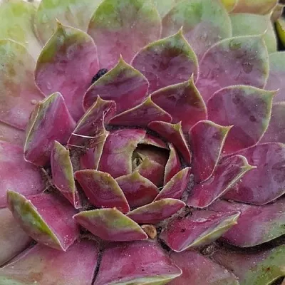 Молодило УФО  Молодило УФО в Москве