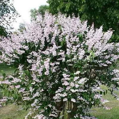 Дейция РОЗЕА ПЛЕНА — описание сорта Дейция РОЗЕА ПЛЕНА в Москве