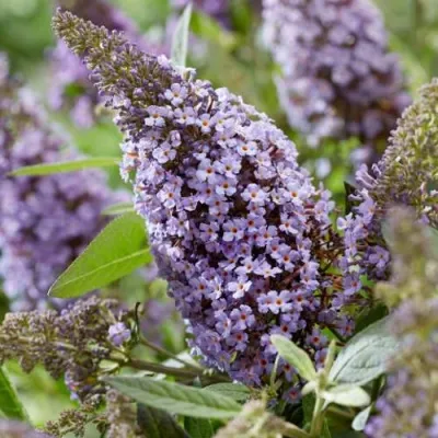 Буддлея давида БАТТЕРФЛЯЙ КАНДИ ЛИЛА СВИТХАРТ — описание сорта Буддлея давида БАТТЕРФЛЯЙ КАНДИ ЛИЛА СВИТХАРТ в Москве