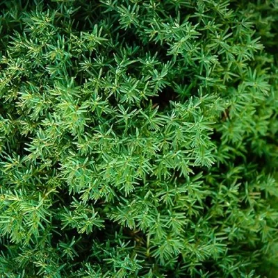 Туя ТЕДДИ западная — описание сорта Туя ТЕДДИ западная в Москве