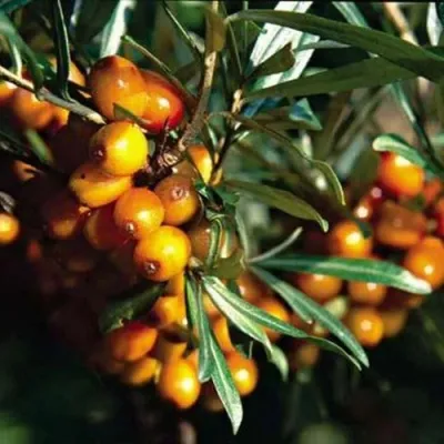 Облепиха ДАР КАЗАКОВУ в Москве