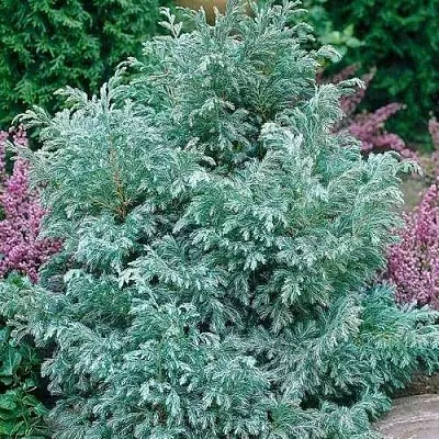 Кипарисовик БУЛЕВАРД горохоплодный  Кипарисовик БУЛЕВАРД горохоплодный в Москве