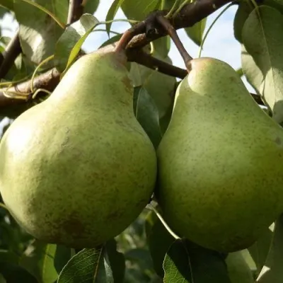 Груша ЗАВЕЯ — описание сорта Груша ЗАВЕЯ в Москве