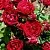 Саженцы роз ТАМАНГО спрей в Москве
