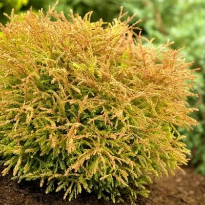 Туя ГОЛДЕН ТАФФЕТ западная — описание сорта Туя ГОЛДЕН ТАФФЕТ западная в Москве