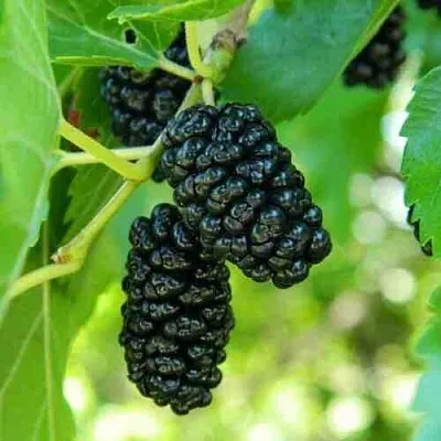 Шелковица в Москве