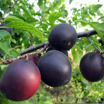 ЧЕРРИКОС — описание сорта ЧЕРРИКОС в Москве