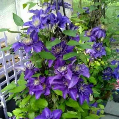 Клематис МУЛЬТИ БЛЮ — описание сорта Клематис МУЛЬТИ БЛЮ в Москве