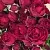 Саженцы роз РЕД БАБЛС спрей в Москве