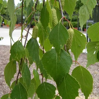 Береза ФАСЦИНЕЙШЕН белая  в Москве