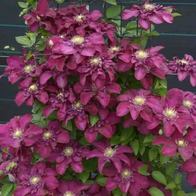 Клематис ЯН III СОБЕСКИ — описание сорта Клематис ЯН III СОБЕСКИ в Москве