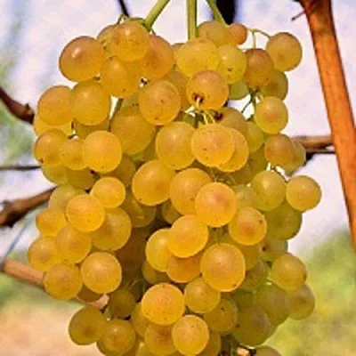 Виноград КИШМИШ КОКТЕЙЛЬ  Виноград КИШМИШ КОКТЕЙЛЬ в Москве