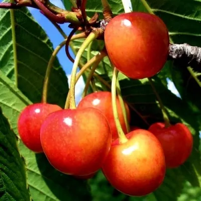 Черешня ФАТЕЖ — описание сорта Черешня ФАТЕЖ в Москве