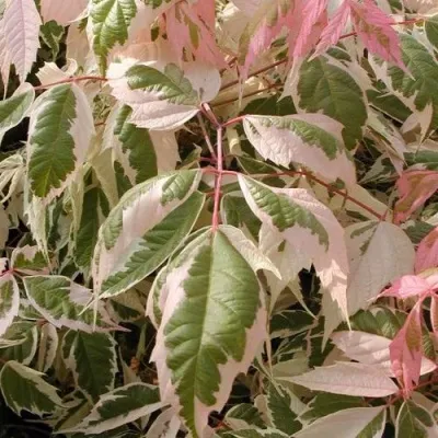 Клен ФЛАМИНГО ясенелистный в Москве