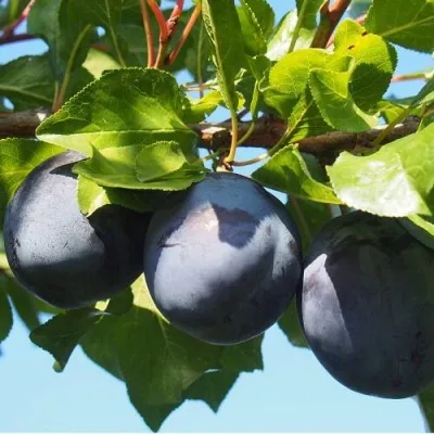 Слива ВОЛАТ — описание сорта Слива ВОЛАТ в Москве