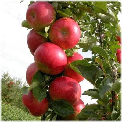 Яблоня ОСТАНКИНО колонновидная — описание сорта Яблоня ОСТАНКИНО колонновидная в Москве