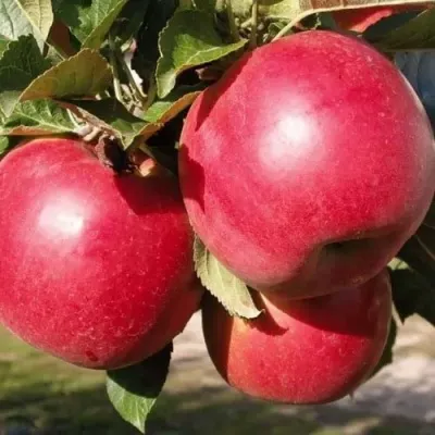 Яблоня РУБИН — описание сорта Яблоня РУБИН в Москве