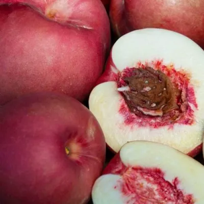 НЕКТАПЛЮМ — описание сорта НЕКТАПЛЮМ в Москве