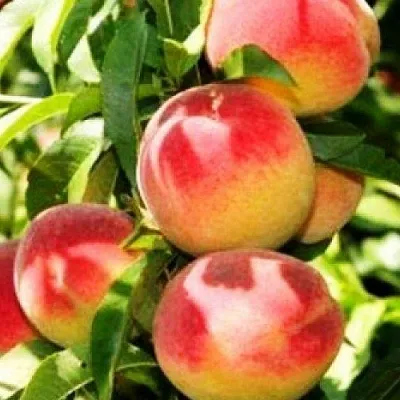 Персик НОВОСЕЛКОВСКИЙ  Персик НОВОСЕЛКОВСКИЙ в Москве