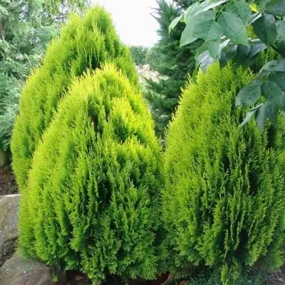 Туя восточная — описание сорта Туя восточная в Москве