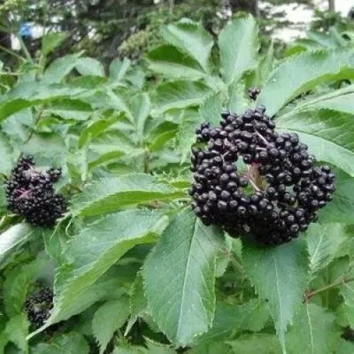 Бузина черная КЛАДЗЕЗЬ — описание сорта Бузина черная КЛАДЗЕЗЬ в Москве