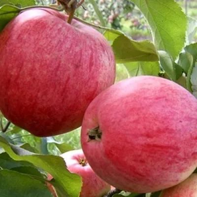 Яблоня РОЗОВЫЙ НАЛИВ в Москве