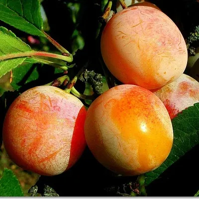 Ранняя  Ранняя в Москве