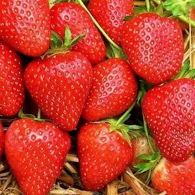 Клубника КВИКИ  Клубника КВИКИ в Москве